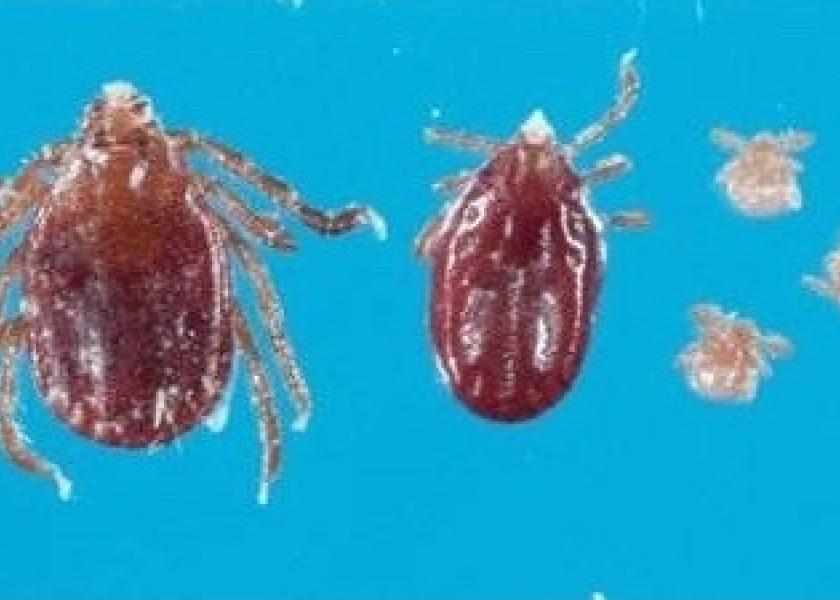 Cattle ranchers in Arkansas are on the lookout for the Longhorned tick, a hardy, invasive species of tick that survived a New Jersey winter and subsequently traversed the mid-Atlantic has mysteriously arrived in Arkansas. 