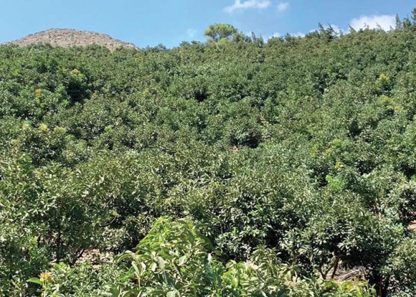 Temecula, Calif.-based Eco Farms received its first Peruvian fruit in late April, but significant volume will be available in the marketplace from early June into August, says Gahl Crane, sales director.