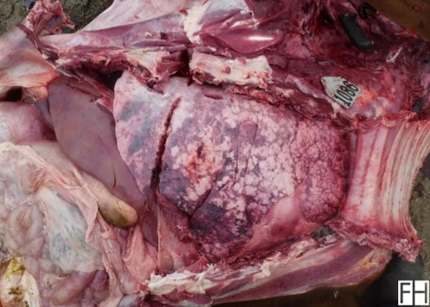 This necropsy image shows a calf-fed heifer that had been on feed for 130 days, with no previous treatment history, when first treated for signs of respiratory distress on May 24. 