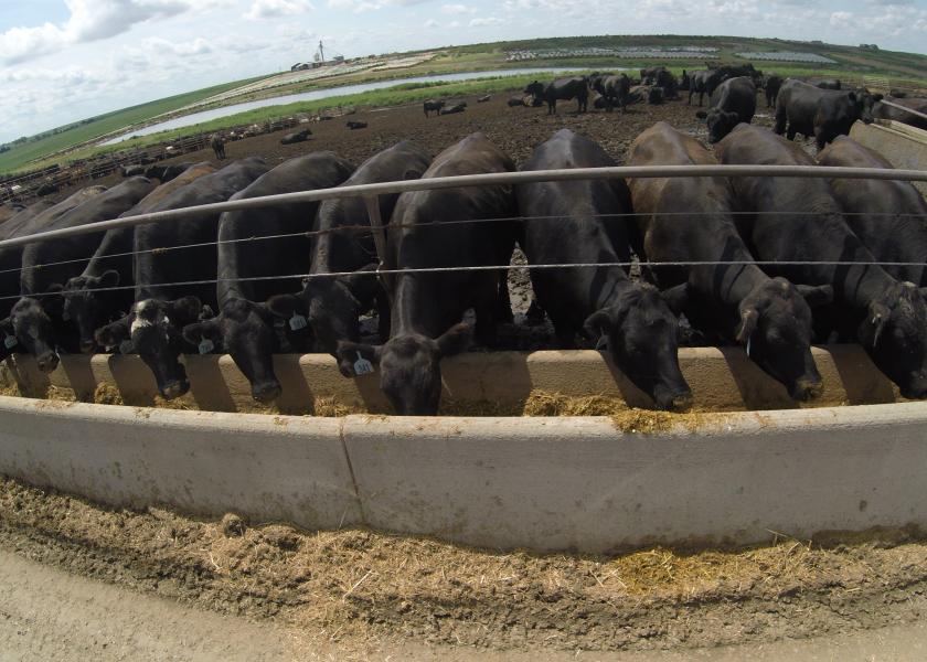 Rising feed costs
