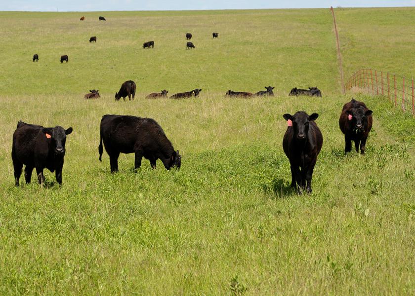 Flint Hills grazing