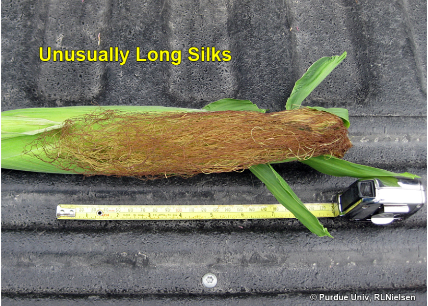 What ExtraLong Silks Mean for Pollination Ag