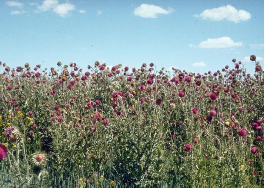 Spring is Best Time to Spray: Controlling Musk Thistle is Neighborly