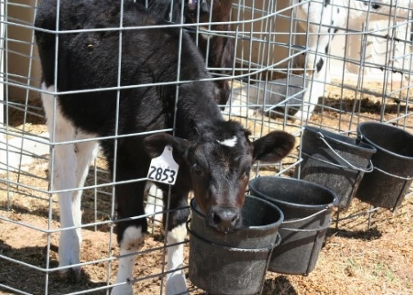 Navel infections and joint ill (infectious arthritis) are consistent with septicemias in calves.