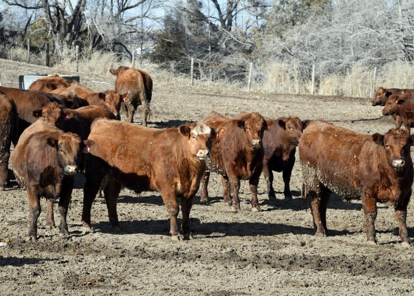 Cattle prices declined $8 per cwt.