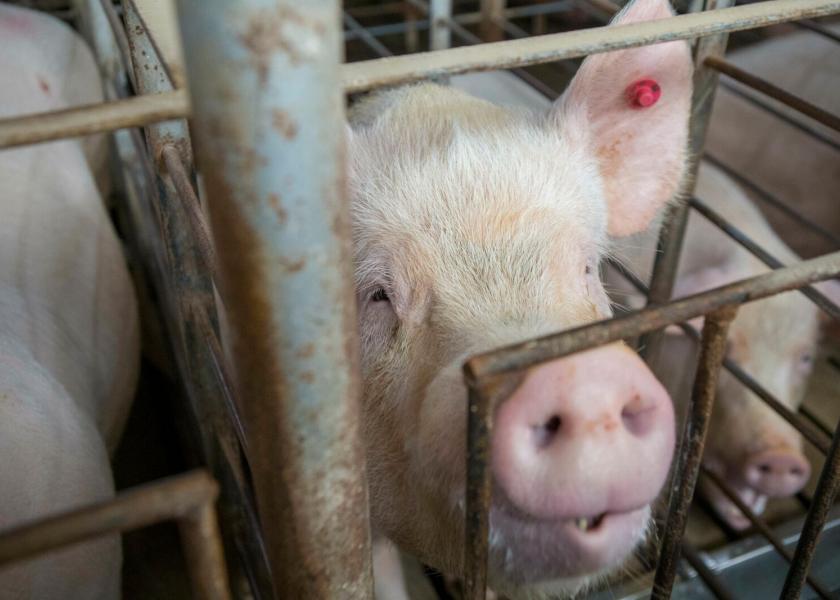 Better Options Needed to Handle Non-Ambulatory Swine