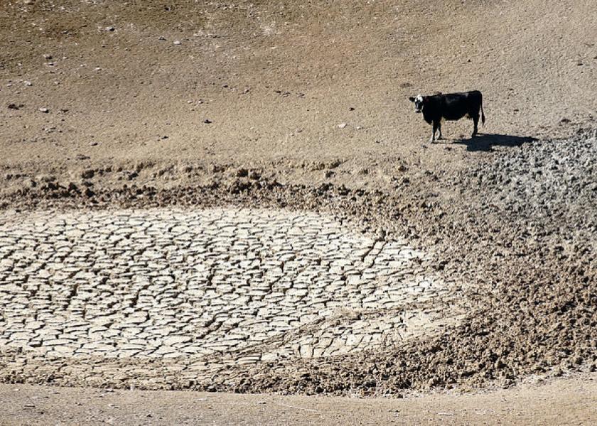 Drought Pond Cattle California 2