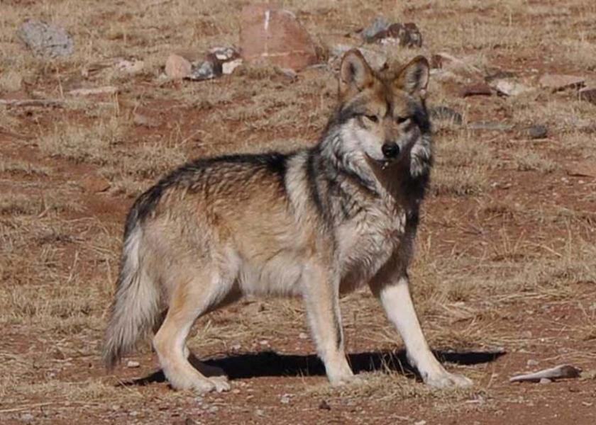 Arizona Starts Research Grant to Limit Wolf and Cattle Interactions