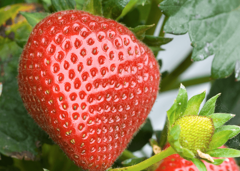 Strawberries — They're kind of a big deal