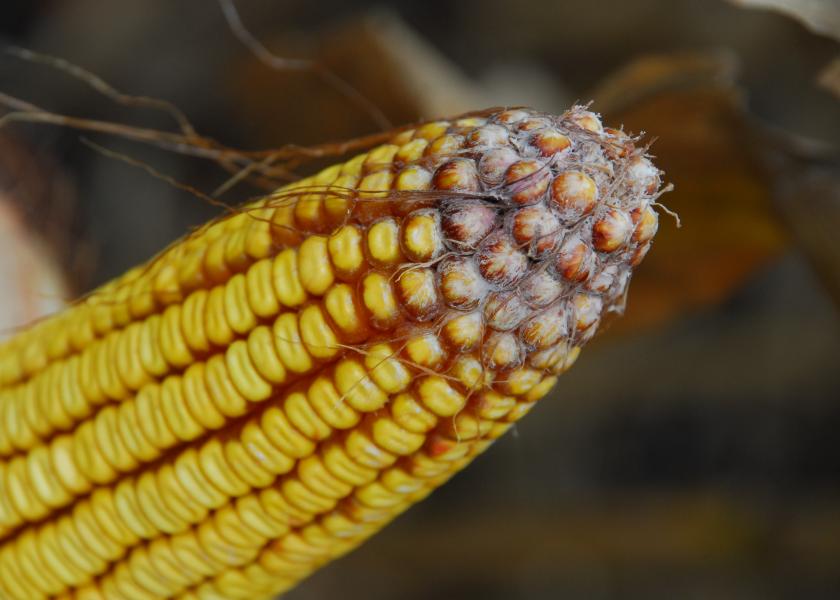 Harvest and Storage Tips to Limit Mycotoxins Growth in Corn