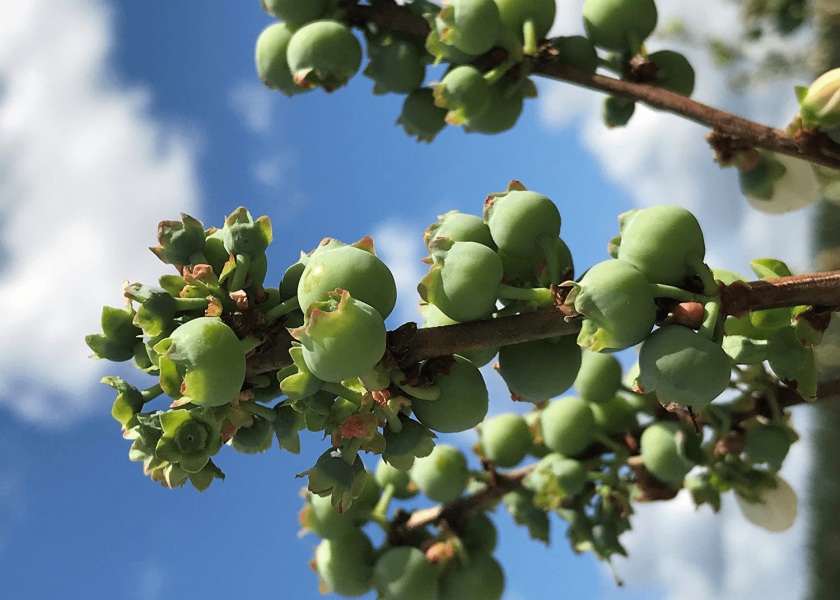 Florida blueberries, pictured earlier this season, have been beset by cold weather, but the Florida Blueberry Growers Association is calling for a good season.