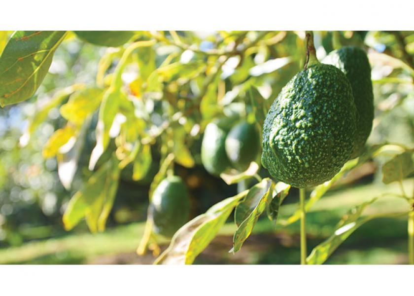 Del Rey avocado facility is up and running