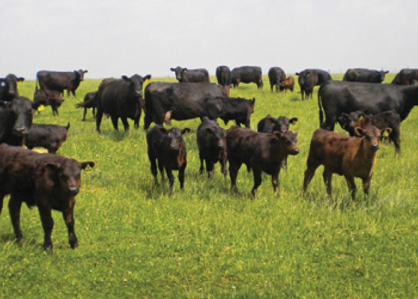 beef cattle prices