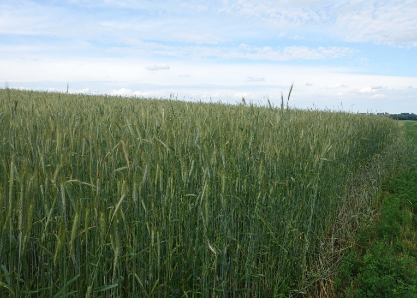 Cereal Rye: It’s what’s for Breakfast for Many Dairy Heifers