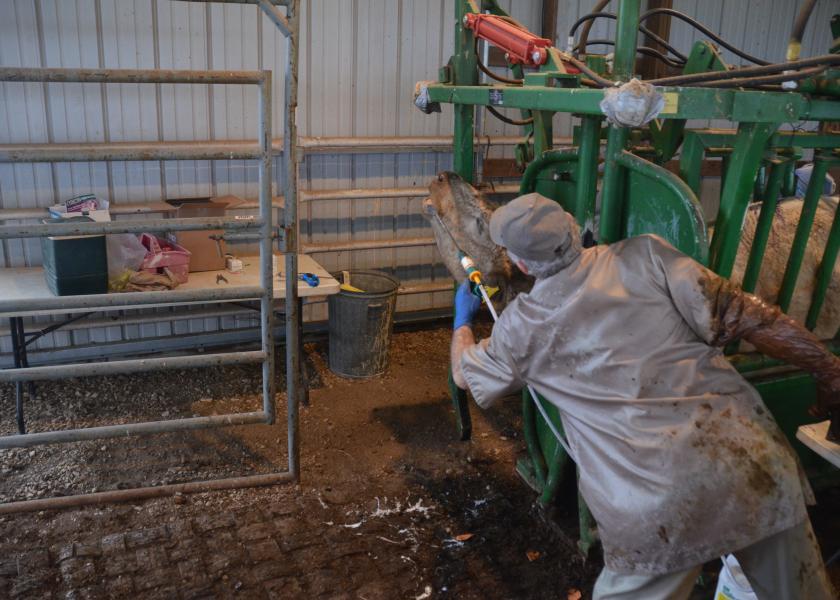 Most livestock antibiotics now sold over the counter will require a veterinarian's prescription in the near future.