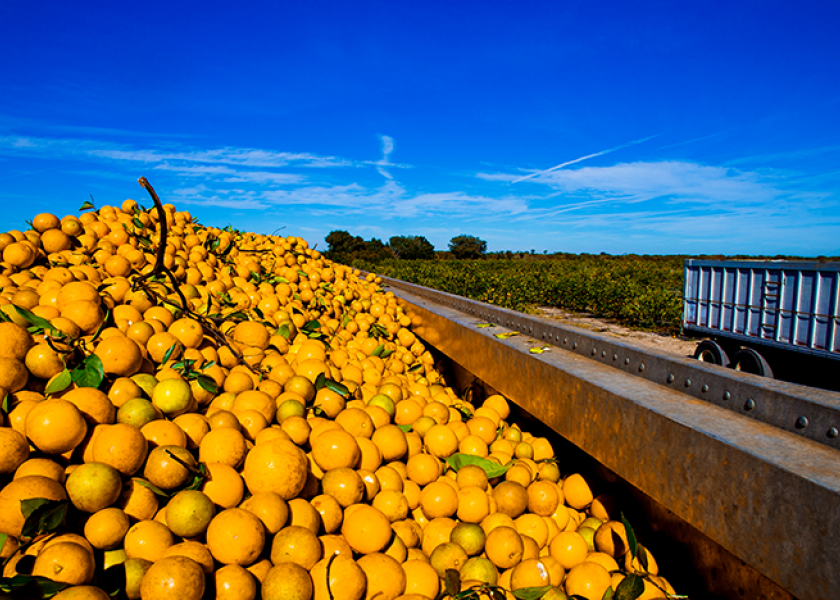 Big increase in Florida citrus volume
