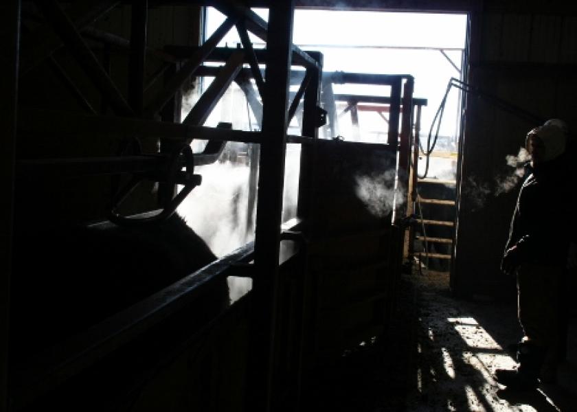 Bovine veterinarians often work long hours in challenging outdoor conditions.