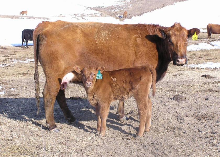 Cow nutrition requirements increase as lactation begins
