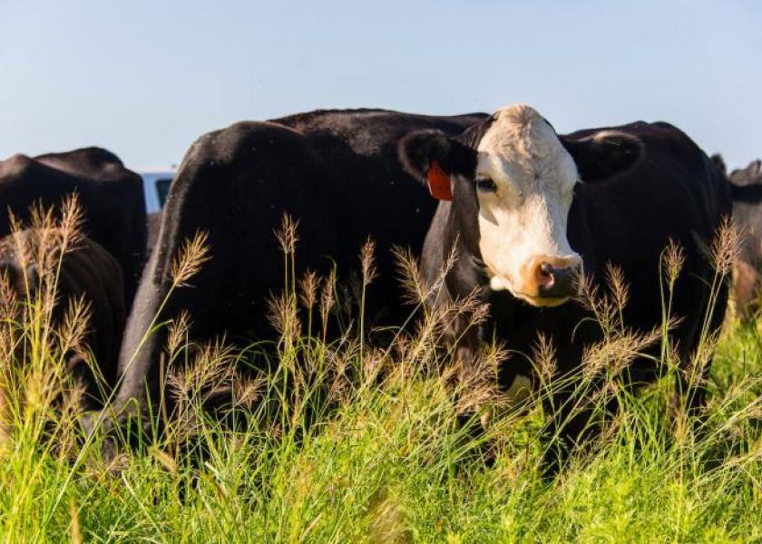Cattle markets rallied the first week of November
