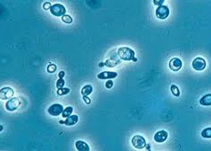 Yeast cultures potentially could produce any of dozens of cannabinoid compounds that occur in low concentrations in cannabis plants but might have medicinal value.