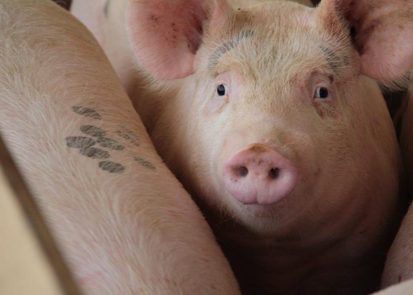 USDA Finalizes Rule to Modernize Swine Slaughter Inspection