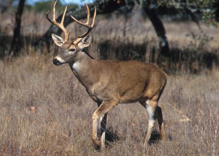 In Wisconsin, Chronic Wasting Disease s concentrated among white-tailed deer in southwestern and southeastern counties.

