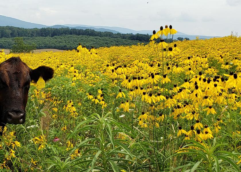 Virginia Tech Testing Bee-Friendly Forage Material