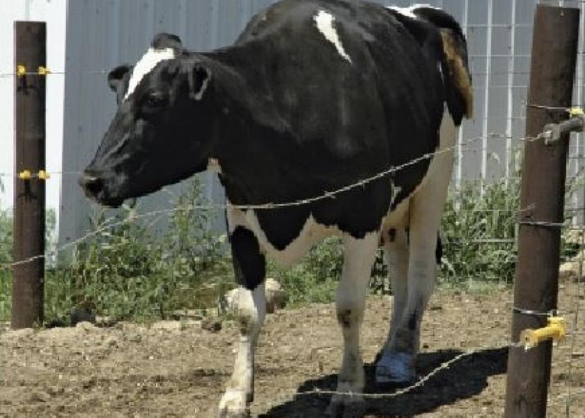 dairy_cow