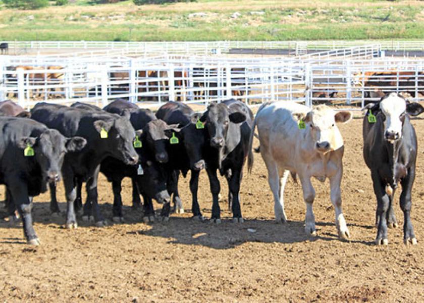 KSU calves