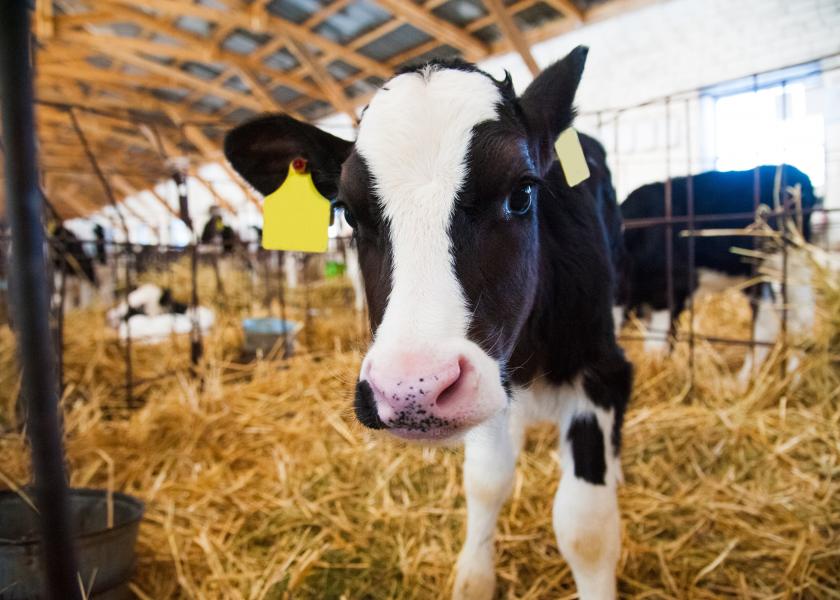By using precision technologies such as automated milk feeders and pedometers combined with machine learning,  illnesses can be detected earlier and better informed treatment decisions can be made.
