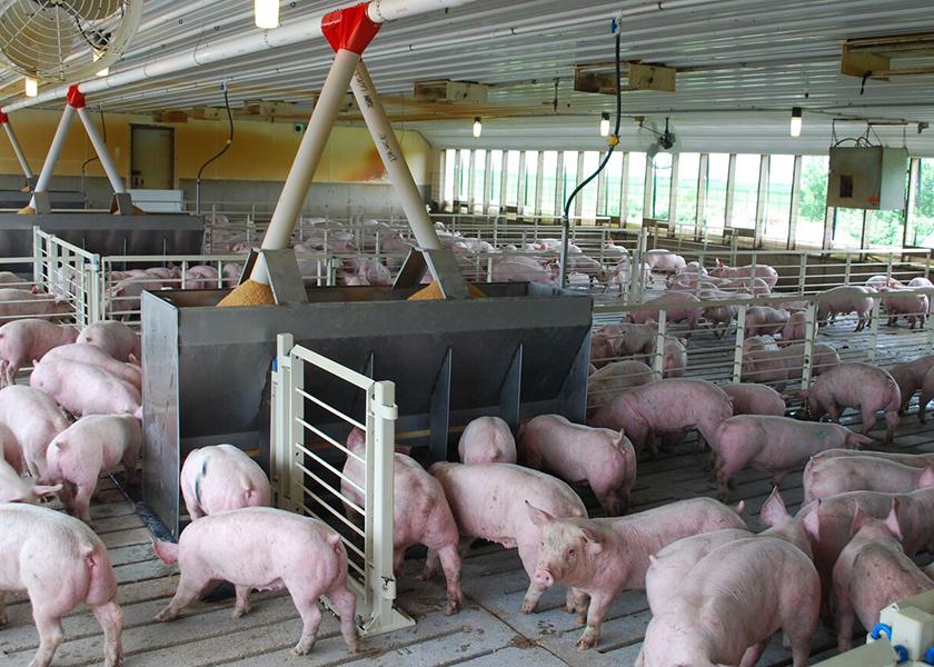 Being attentive and observant to the animals in your care should be the key values of swine management over medication.
