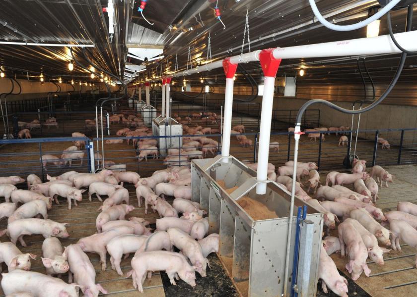 Cash Feeder Pig Prices Average 50, Down 0.77 Last Week Pork Business