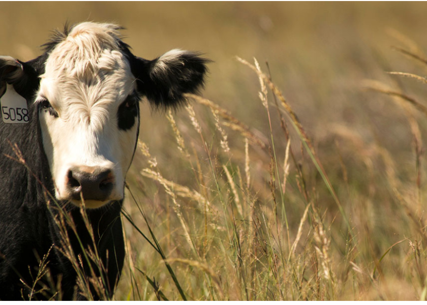 Black baldy on pasture in Oklahoma.