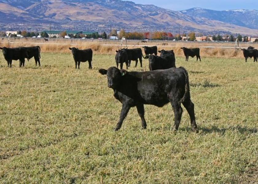 A new vaccine just approved by the USDA in September promises to turn the tide against Epizootic Bovine Abortion.