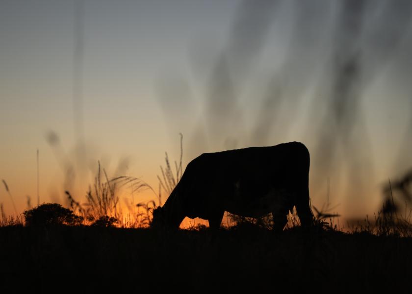 Cow at sunset