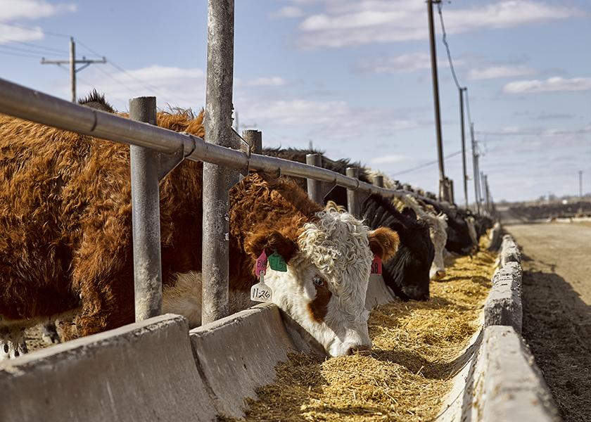 Cattle Producers Grapple With Market Reform