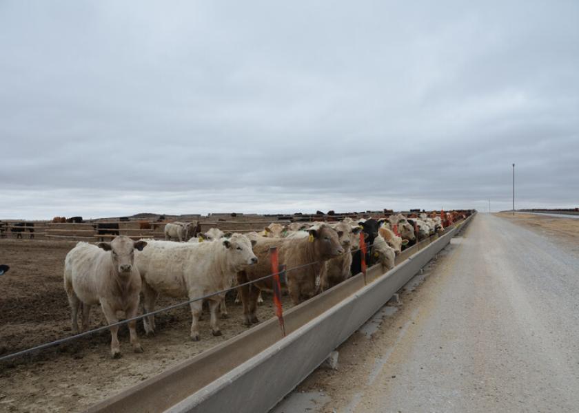 Cattle on feed