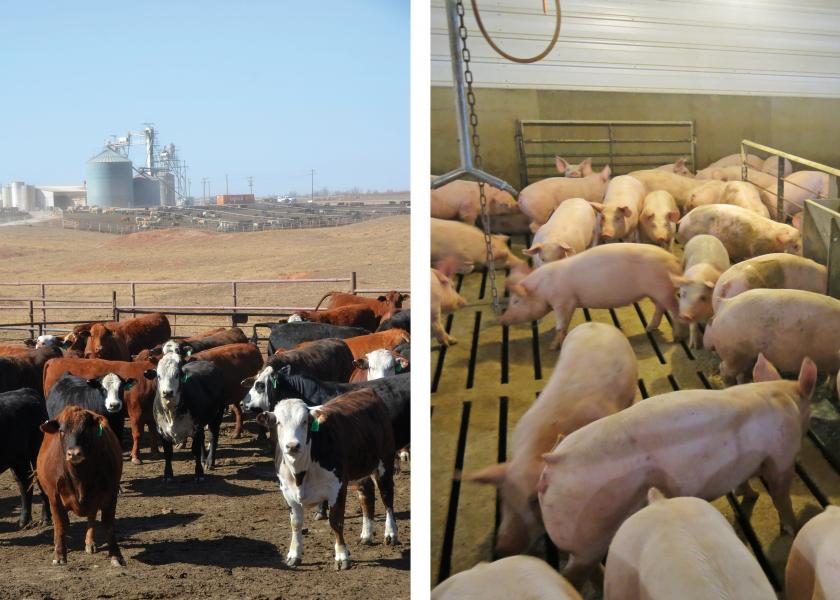 Cattle and hog feeding margins steady