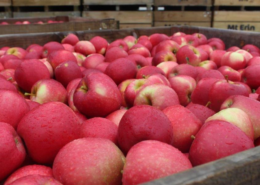 Alisha Albinder Camac, owner and operator of Hudson River Fruit Distributors, said sales on SnapDragon apples this year were up 70% by Oct. 31 compared to last year.