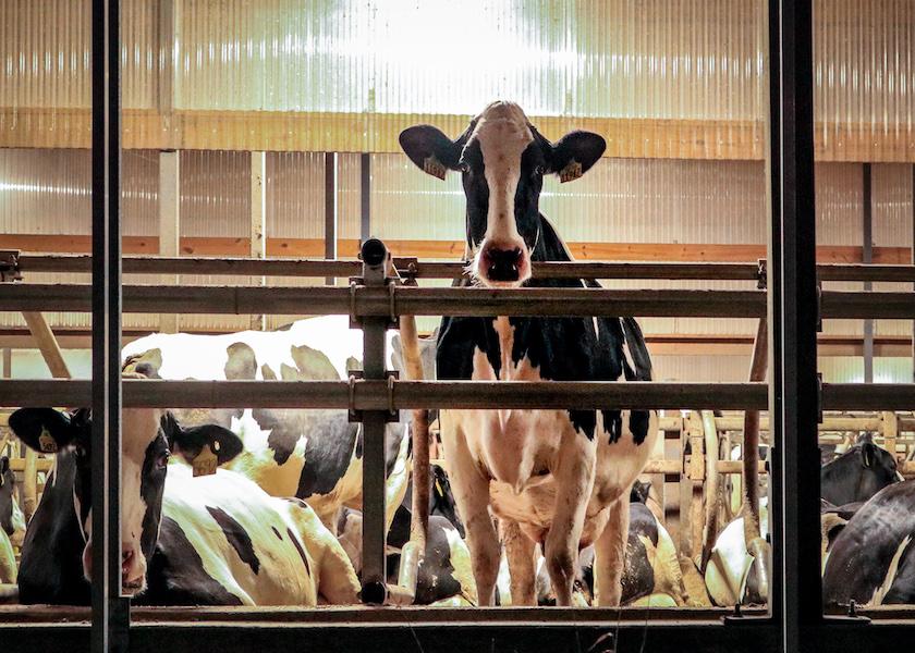 Have we hit the low point for the average productive lifespan of dairy cows? 