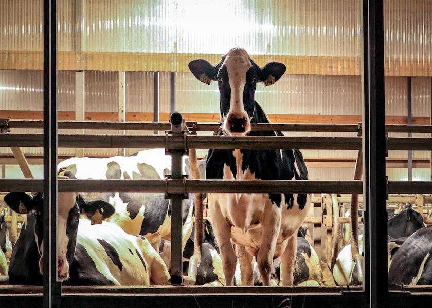 Mycoplasma is a contagious mastitis causing organism that can easily be passed from cow to cow.