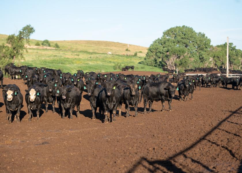 Feedlot placement weight is related to finished weight of fed cattle.