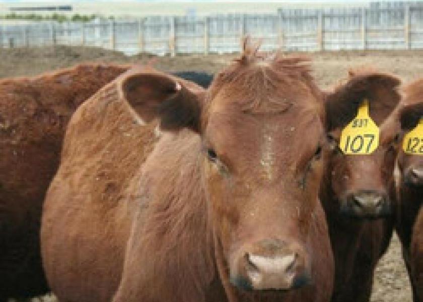 In evaluating metaphylaxis programs for cattle, it's important to observe the post-metaphylaxis interval (PMI) or post-treatment interval (PTI), especially with today’s longer-acting antibiotics.