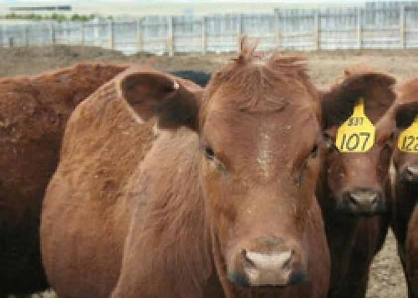 In evaluating metaphylaxis programs for cattle, it's important to observe the post-metaphylaxis interval (PMI) or post-treatment interval (PTI), especially with today’s longer-acting antibiotics.