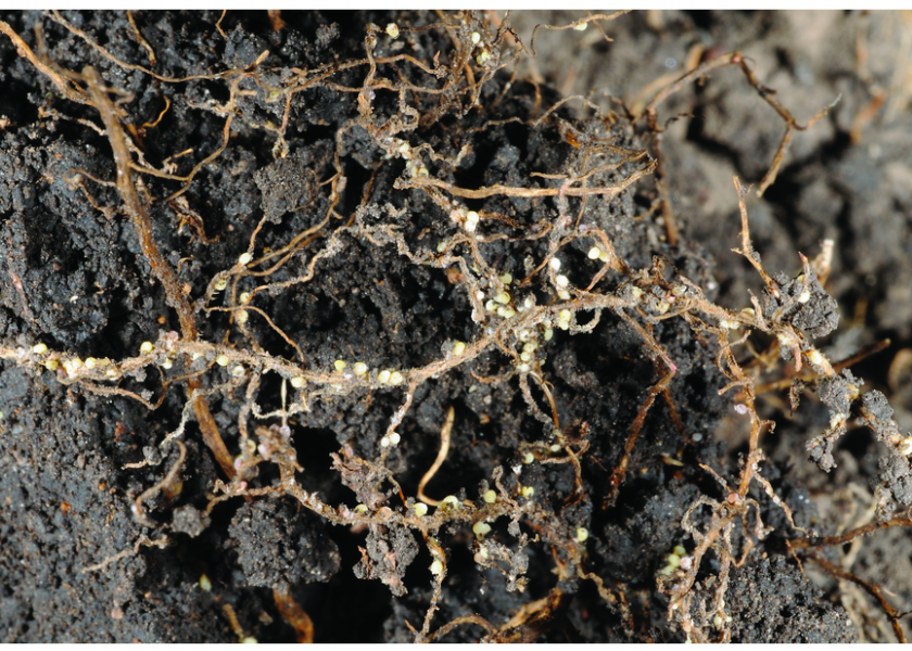 Soybean Cyst Nematode is the single most damaging pest in U.S. soybeans. 