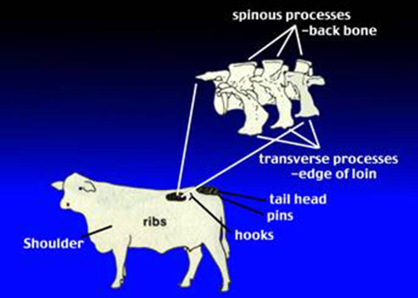 Figure 1. Key areas to examine for body condition scoring
