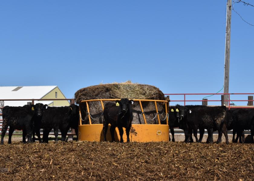 Improving hay feeding efficiency represents “low-hanging fruit” in many seedstock and commercial operations. Feeding strategies for large round bales can be separated into use of a hay feeder and rolling bales out.