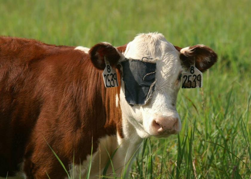 Pinkeye is a painful eye disease that affects cattle worldwide. Here’s a look at the causes, signs, treatment, control and prevention of pinkeye, provided by K-State’s Beef Cattle Institute.