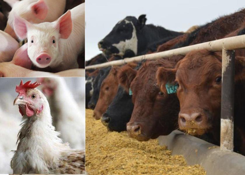 Agricultural producers and professionals focused on livestock risk management are invited to a free webinar on livestock markets, price risk and risk management options available through USDA. 