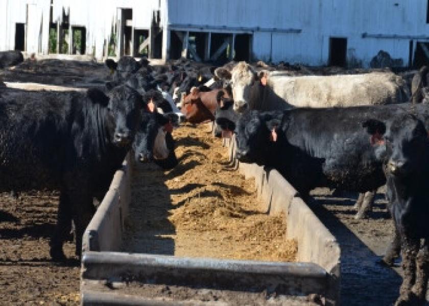 Feeder cattle sold uneven